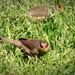 The Waxbills eating the chickweed by ludwigsdiana