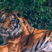 Tiger by yorkshirekiwi