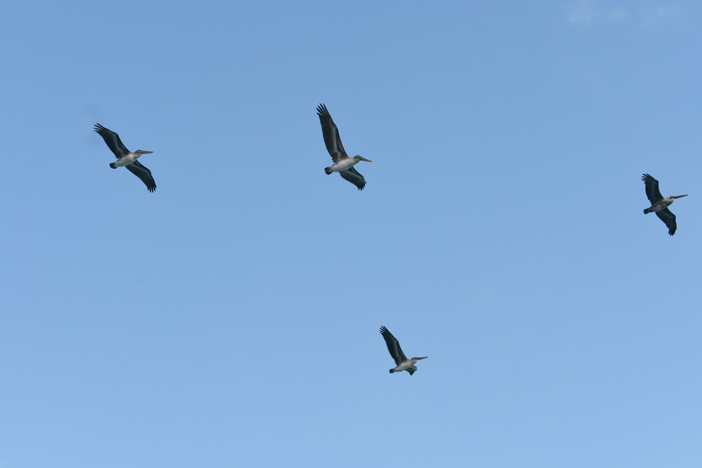Pelican flyover by homeschoolmom