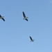 Pelican flyover by homeschoolmom