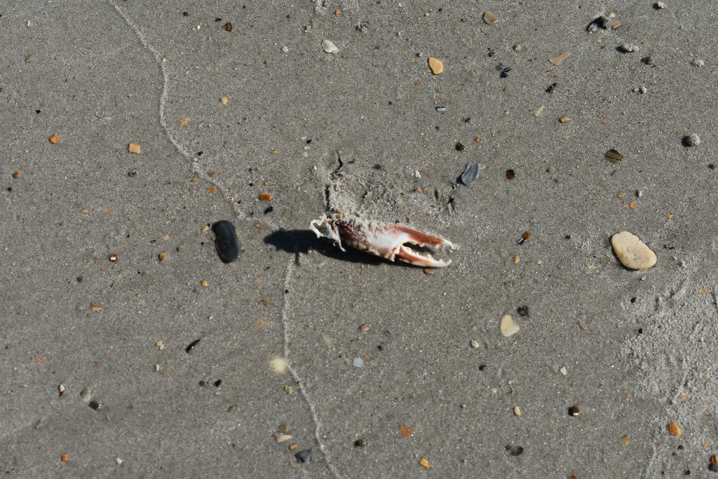 Found: 1 crab claw by homeschoolmom