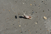 27th Oct 2020 - Found: 1 crab claw