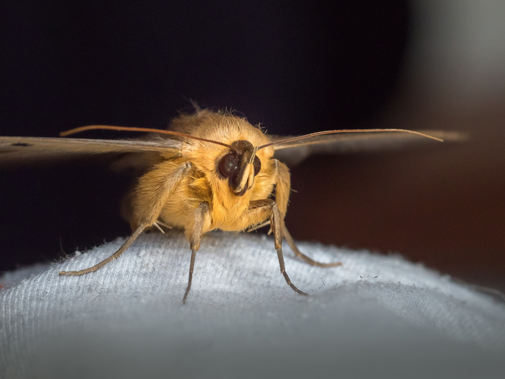 A Moth by gosia