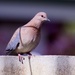 Just A Dove On A Fence PA281050 by merrelyn