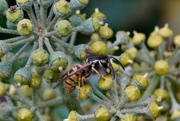 28th Oct 2020 - WASP AND IVY