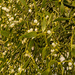 Mistletoe by clivee