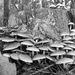 Fungi. by kclaire