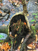 24th Oct 2020 - Tree Stump