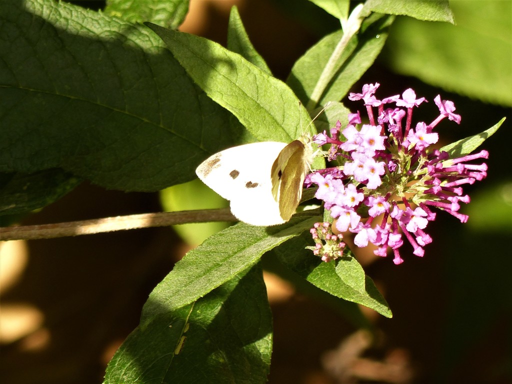  Small White on Buddleia by susiemc
