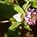  Small White on Buddleia by susiemc