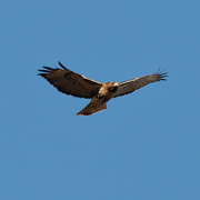 28th Oct 2020 - Red-tail hawk 