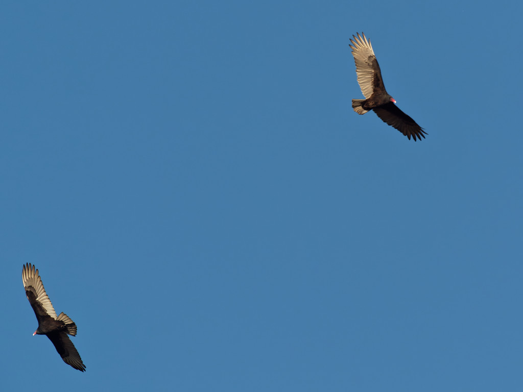 turkey vultures by rminer