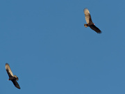 28th Oct 2020 - turkey vultures