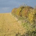 Autumn hedgerows by helenhall