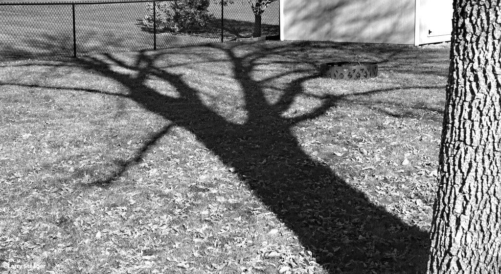 Afternoon shadow Ash tree B&W by larrysphotos