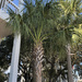 Palm trees by homeschoolmom