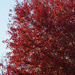 Red maple  by larrysphotos