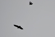 28th Oct 2020 - Crow and Hawk