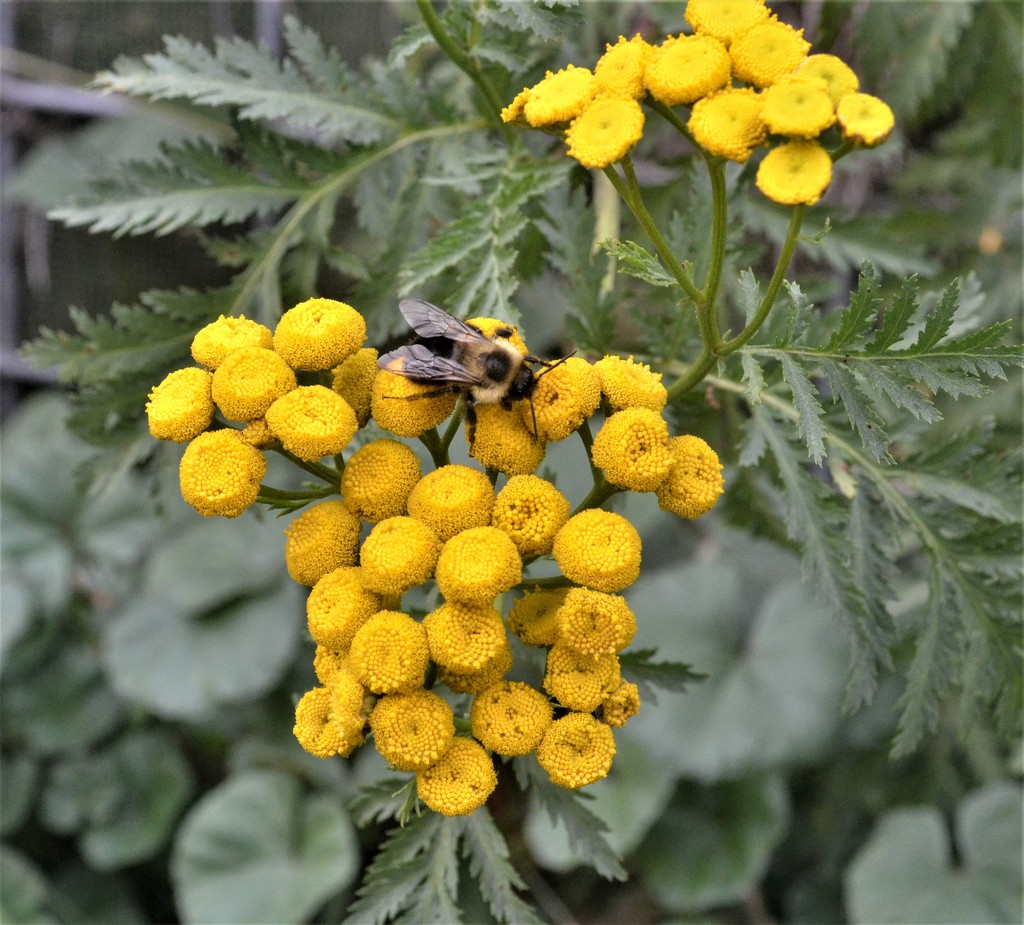 Common Tansy by mjmaven