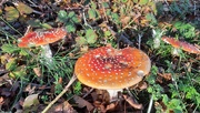 28th Oct 2020 - Fly Agaric