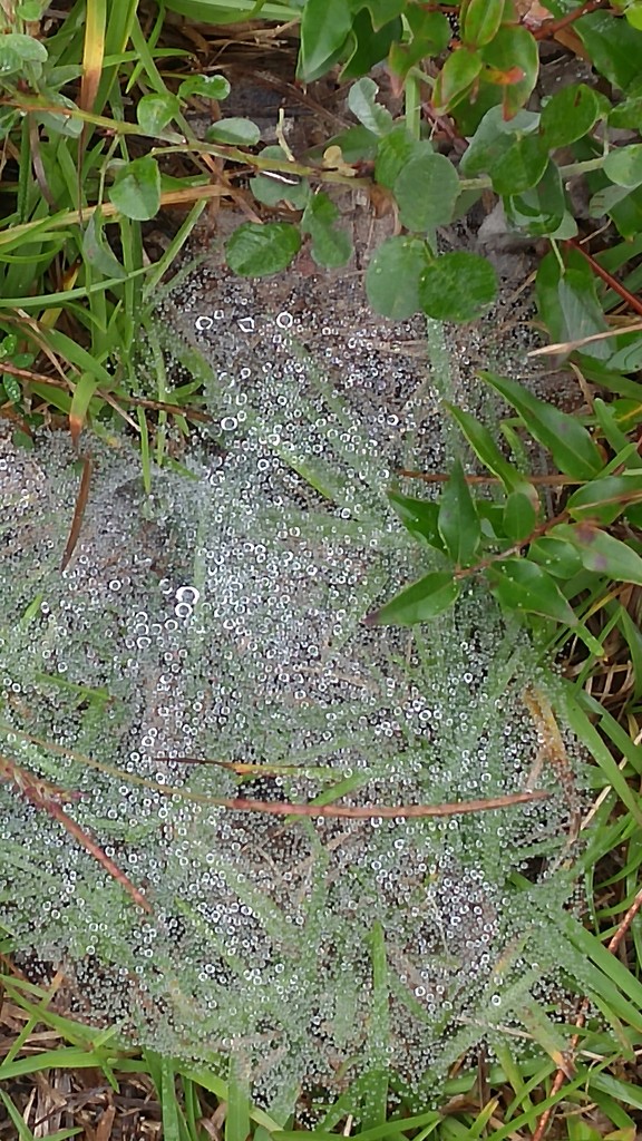 Last ground web of the season... by marlboromaam