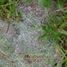 Last ground web of the season... by marlboromaam