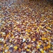 Autumn leaves by judithdeacon