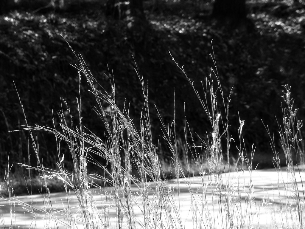 Broomsedge bluestem - wild grass... by marlboromaam