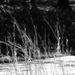 Broomsedge bluestem - wild grass... by marlboromaam