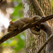 MR Squirrel Having a Lazy Day! by rickster549