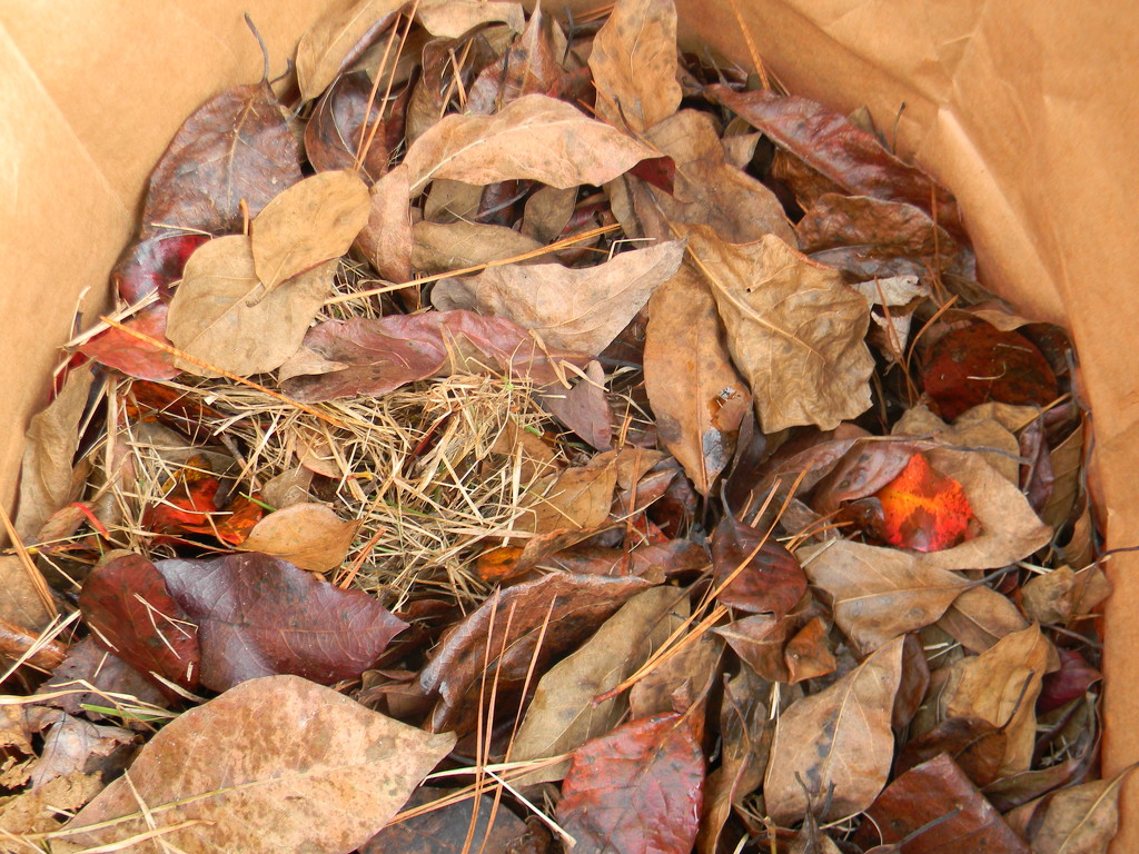 Leaves in Bag by sfeldphotos