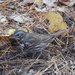 Fox Sparrow by sunnygreenwood