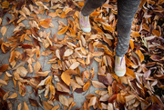 28th Oct 2020 - Walking on Leaves