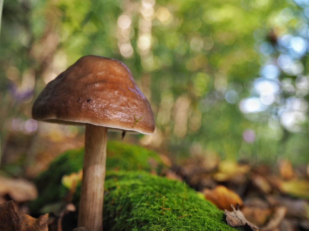 The season of mushrooms by monikozi