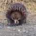 Echidna on the move by gosia