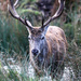 Royal Stag by phil_sandford