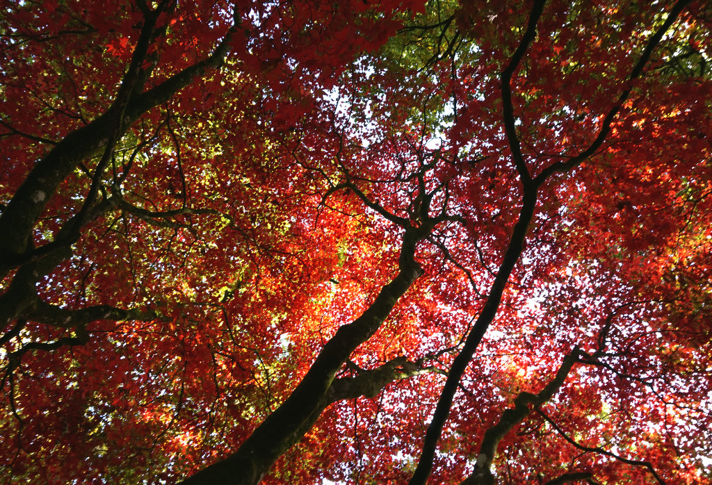 Oct 27th Fiery Autumn  by valpetersen