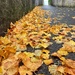 Golden leaves.  by cocobella