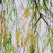 Willow autumn by moonbi