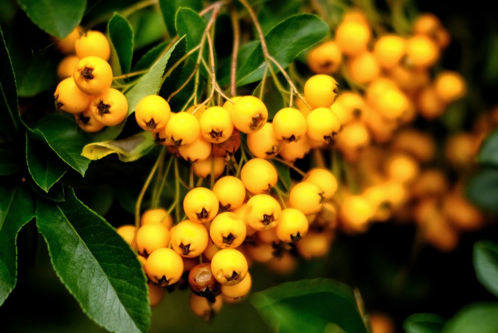 Yellow Berries by 4rky