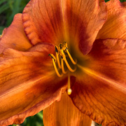 29th Oct 2020 - Another lily