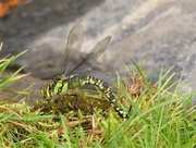 13th Aug 2020 -  Southern Hawker 