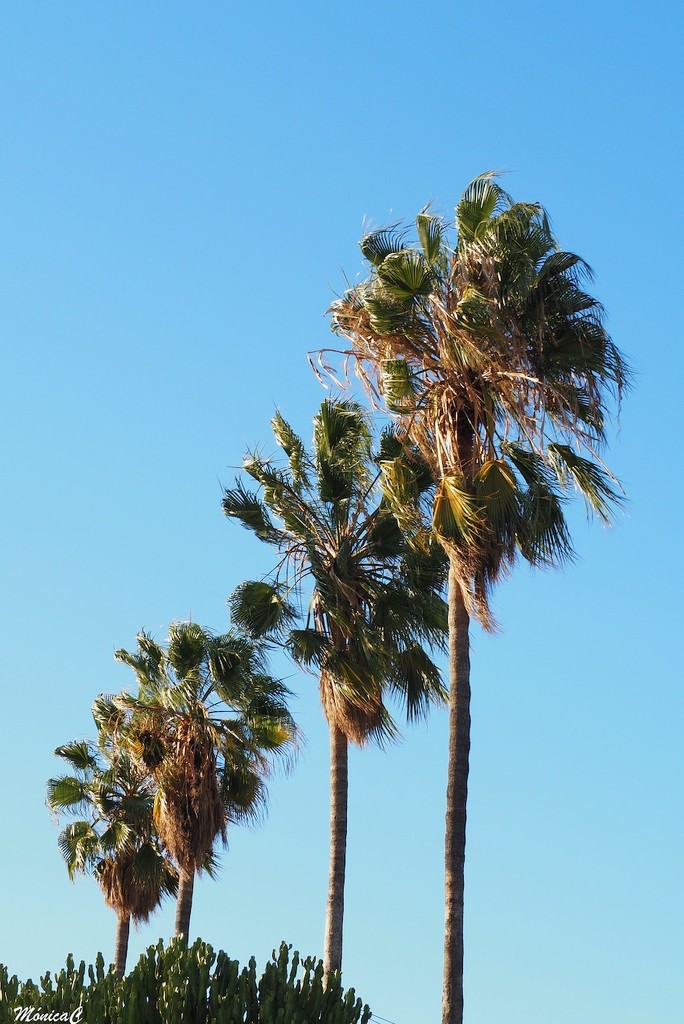 Palm trees by monicac