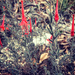 California Fuchsia by loweygrace