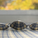 Plaids by tdaug80