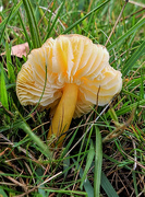 29th Oct 2020 - Another day another fungus!