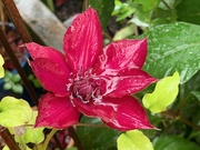 29th Oct 2020 - Clematis