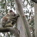 put yer feet up  by koalagardens