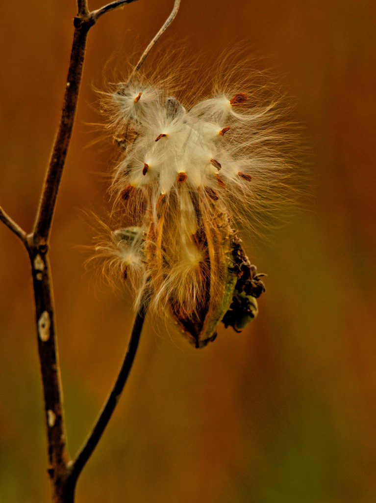 golden milkweed by rminer