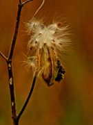 29th Oct 2020 - golden milkweed
